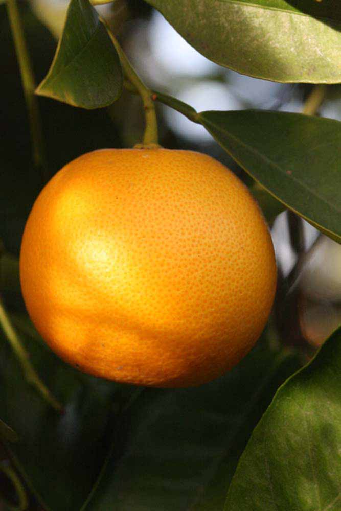            Fruit (Riverside, CA)   